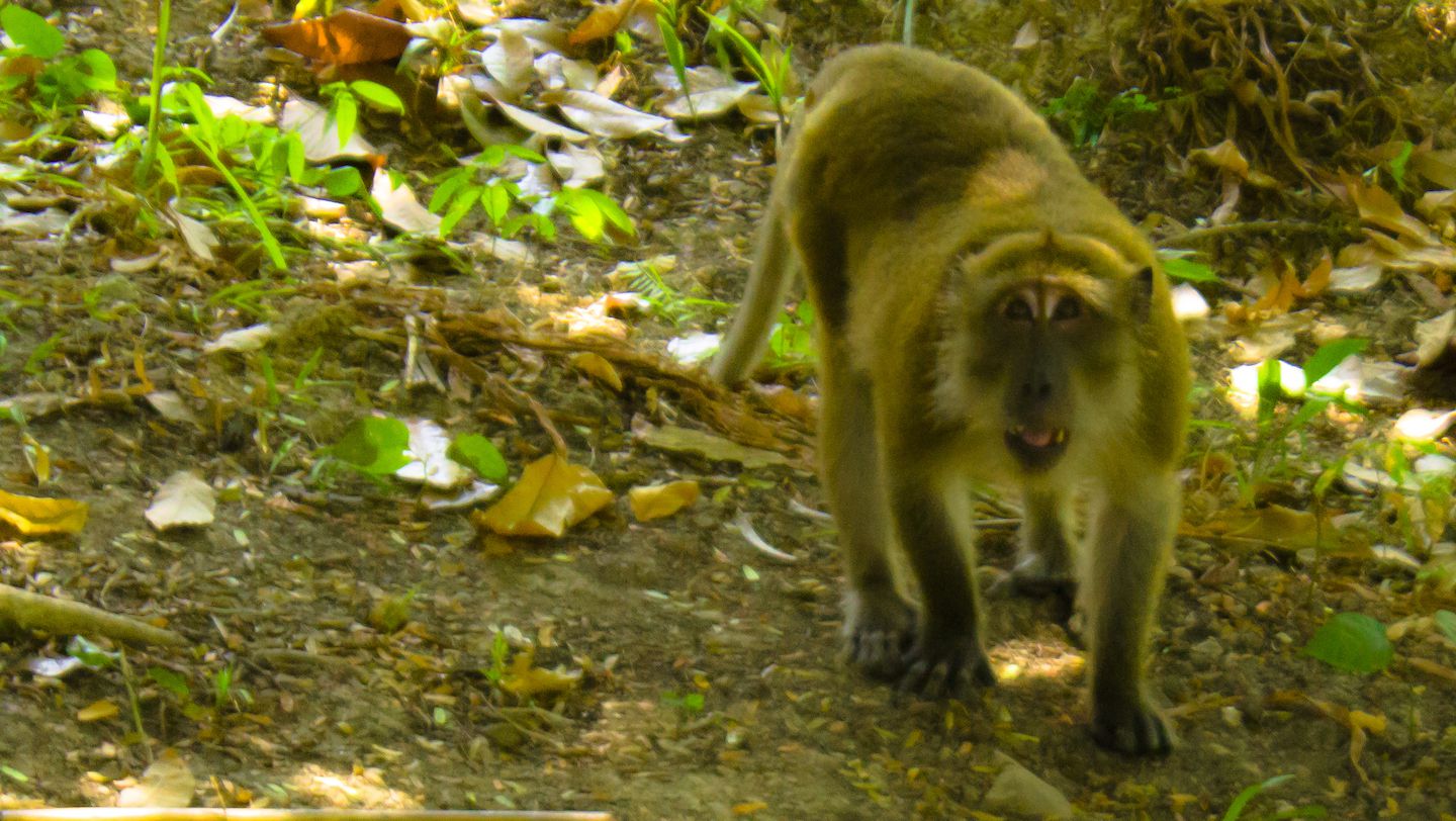 Monkey outside our bungalow, Koh Muk, Thailand