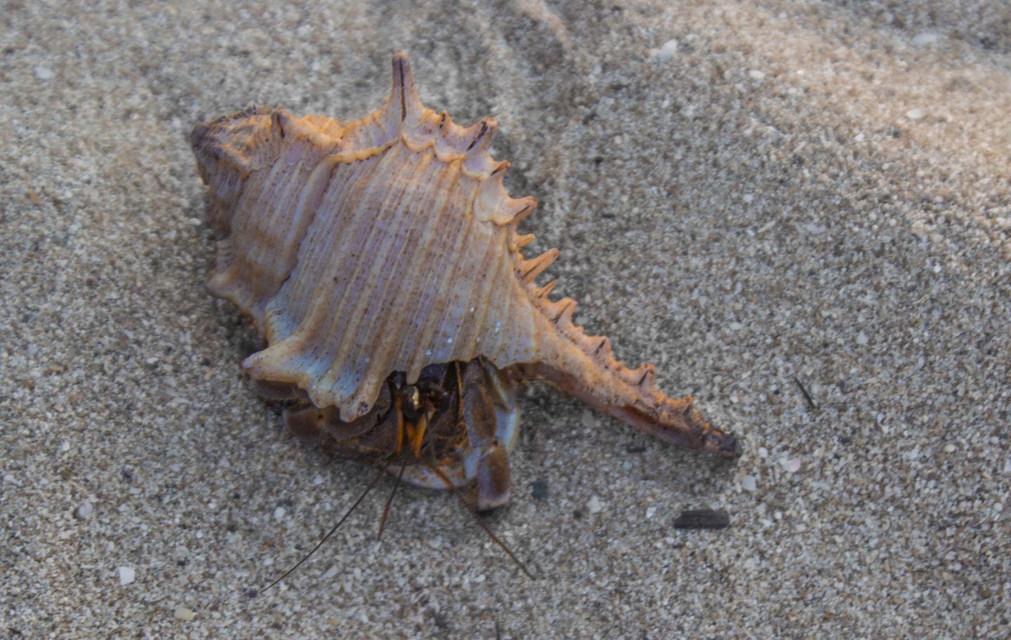 Hermit crab on Farang Beach, Koh Muk, Thailand