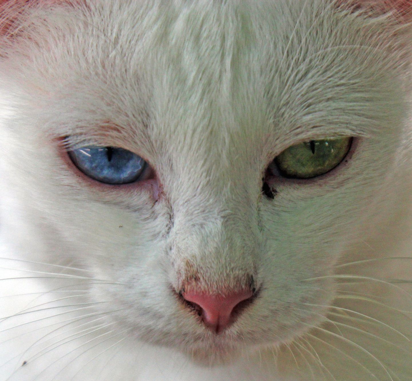 Beautiful blue and green eyes, Koh Muk, Thailand