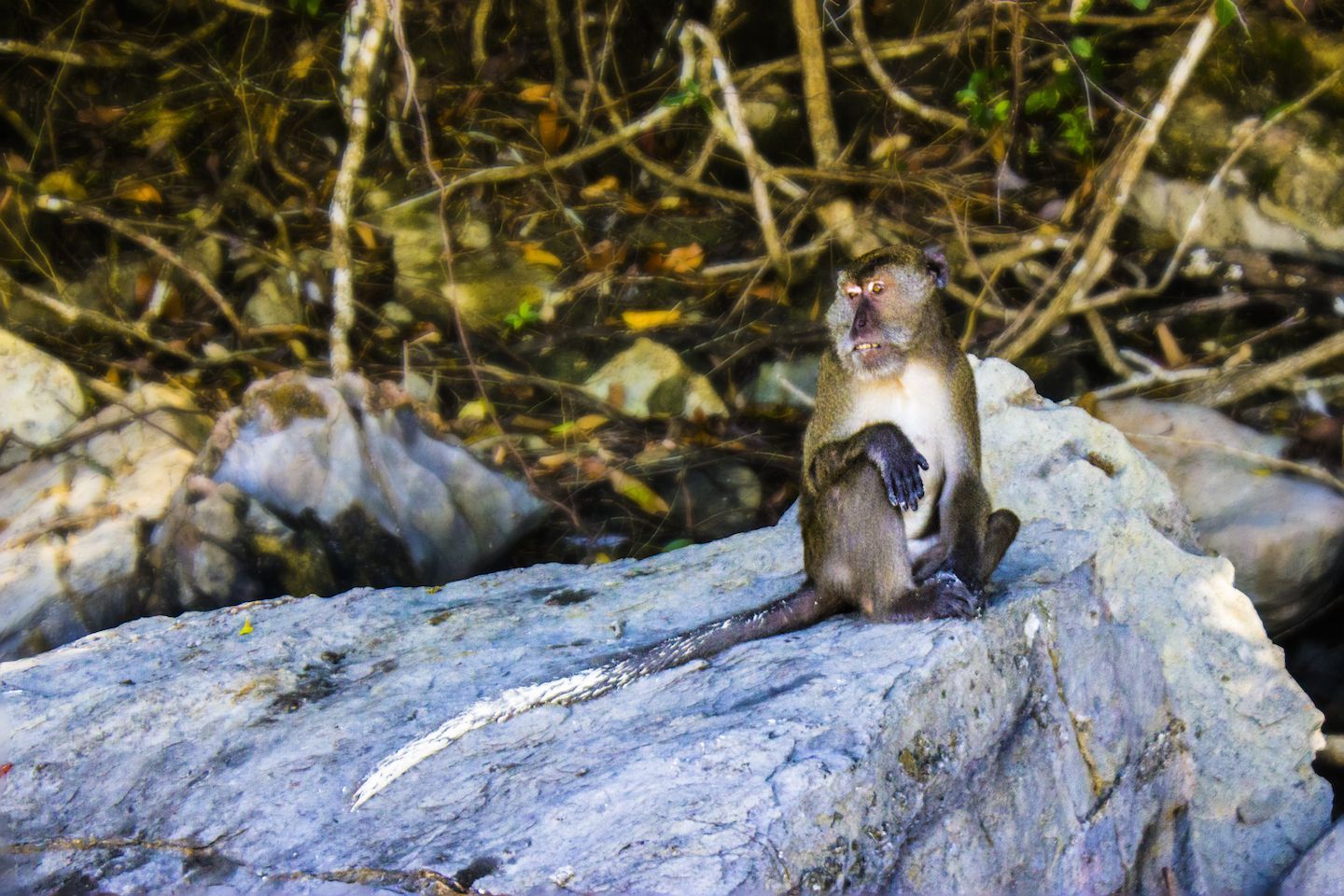Monkey on Monkey Beach, Koh Phi Phi Don, Thailand