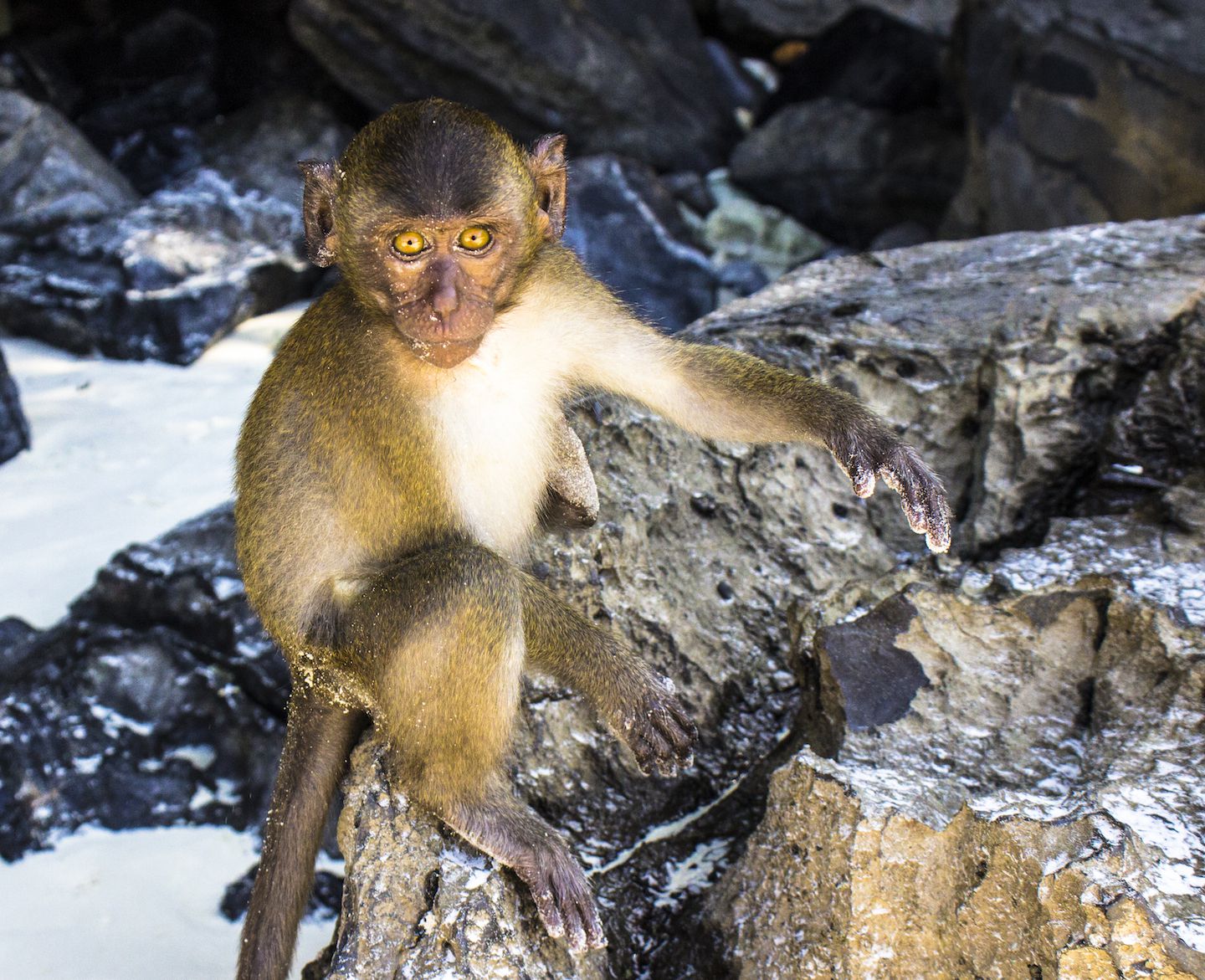 Cute monkey on Monkey Beach, Koh Phi Phi Don, Thailand