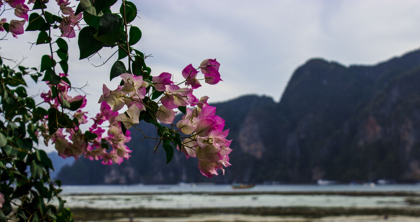 Flower on Koh Phi Phi, Thailand