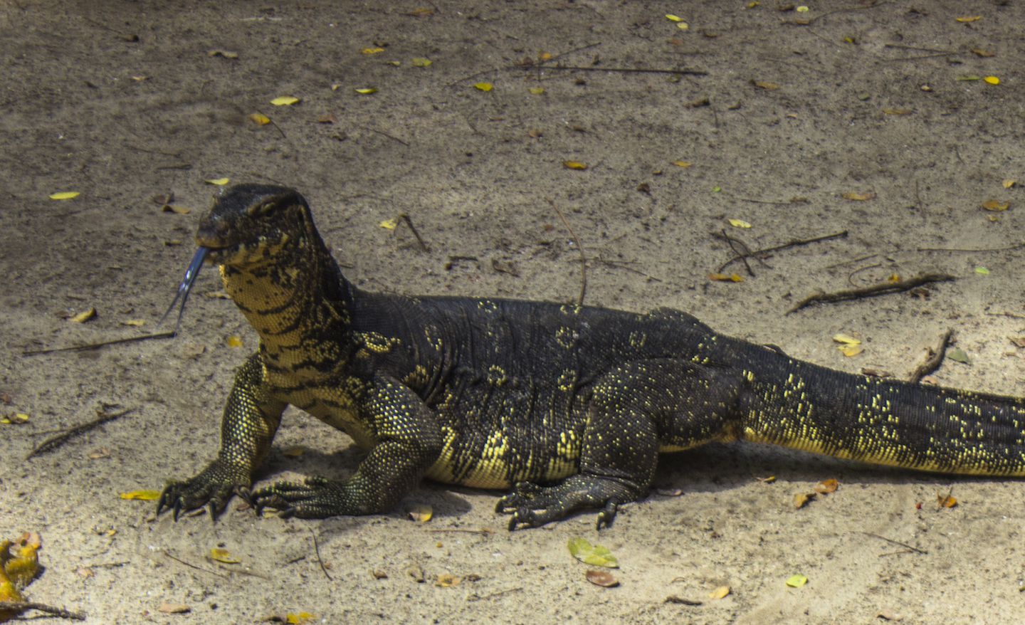 Monitor lizard on the beach of Koh Rok Nok, Thailand