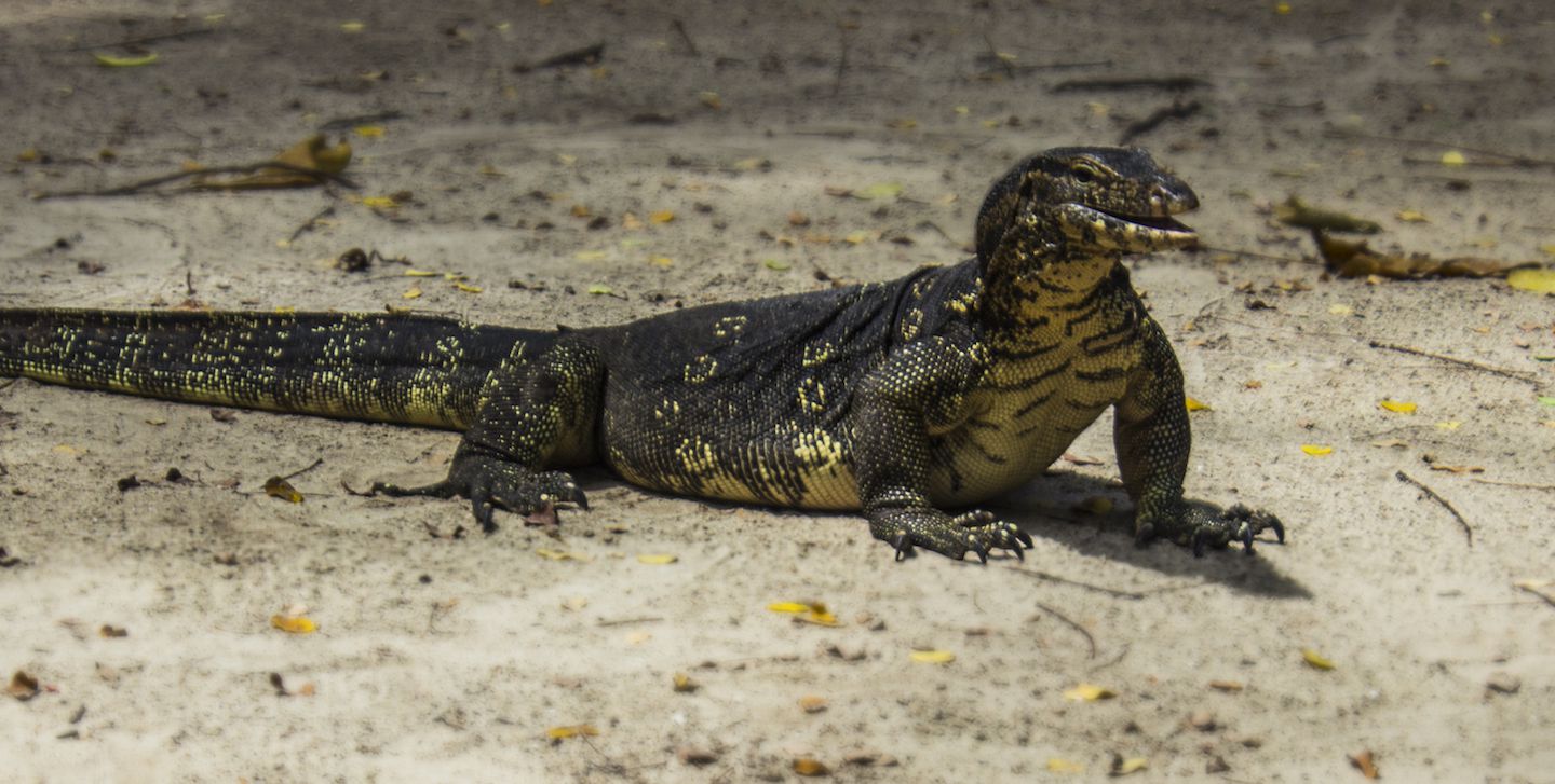 Monitor lizard walking on the sands of the beach on Koh Rok Nok, Thailand