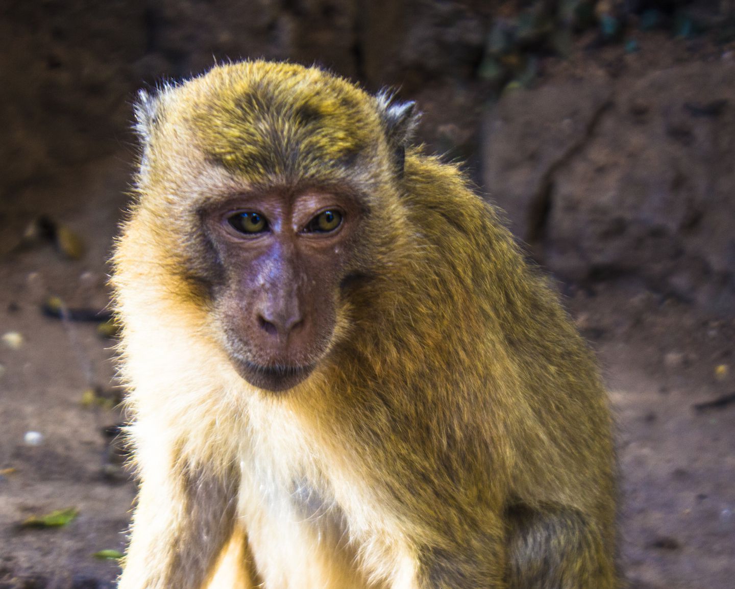 Golden monkey at the monkey cave, Phang Nga Bay, Thailand