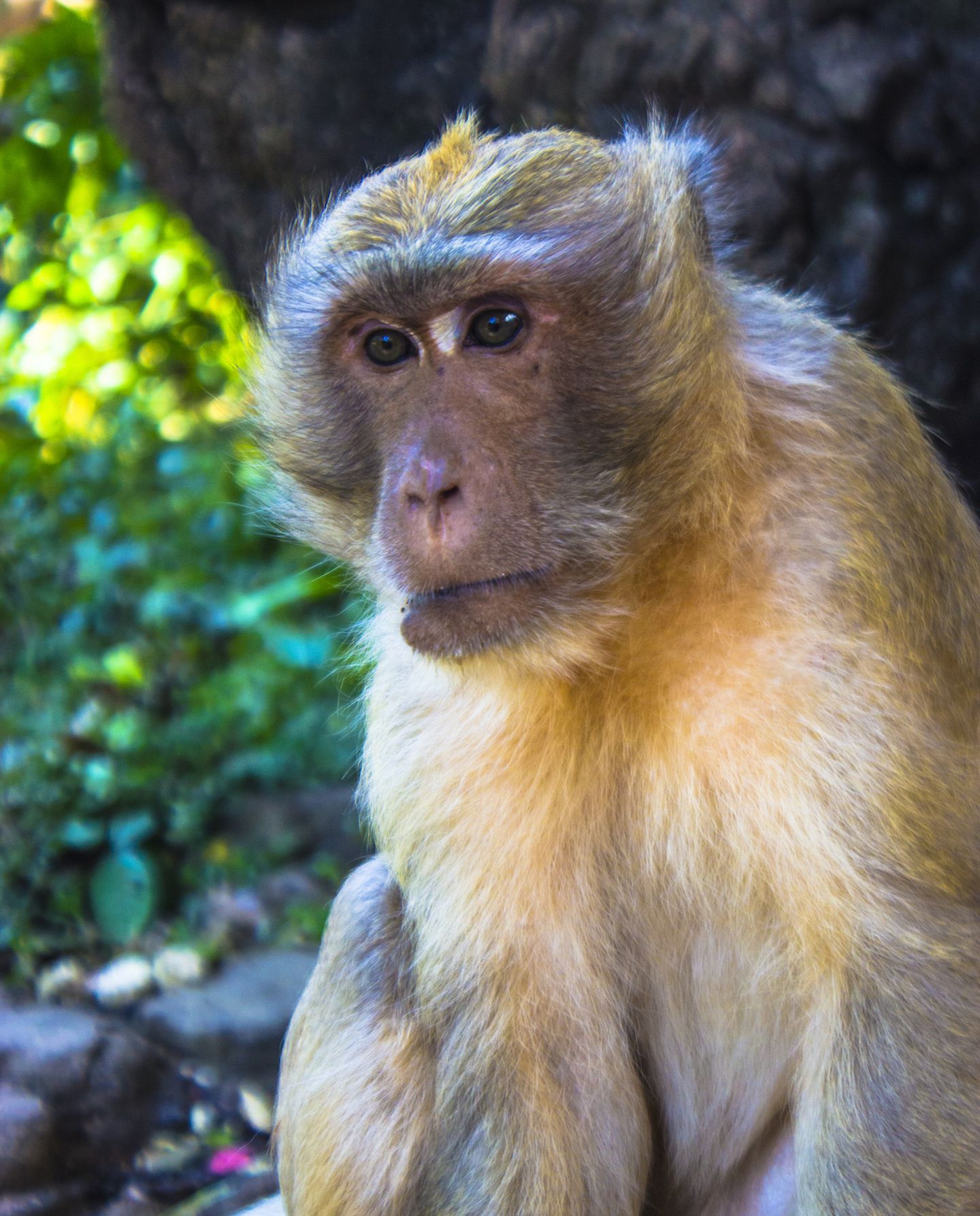 Monkey at the Monkey Cave, Phang Nga Bay, Thailand
