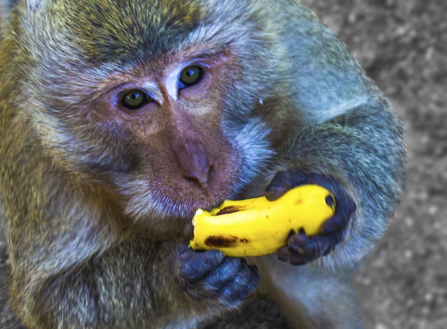 Monkey eating a banana, Phang Nga Bay, Thailand