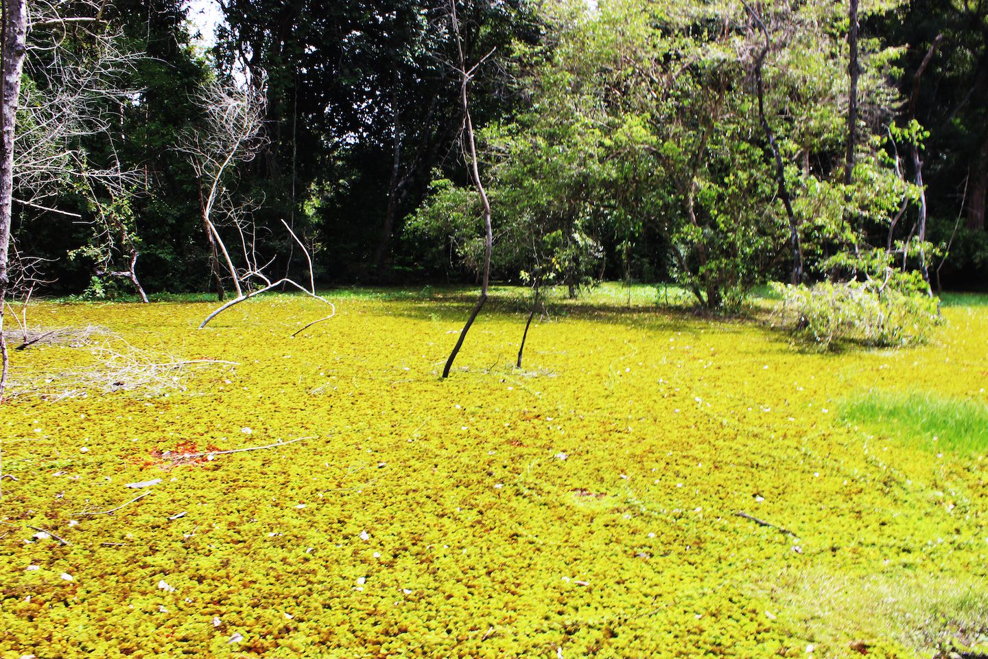 The pond was covered in vegetation that made it look like real ground