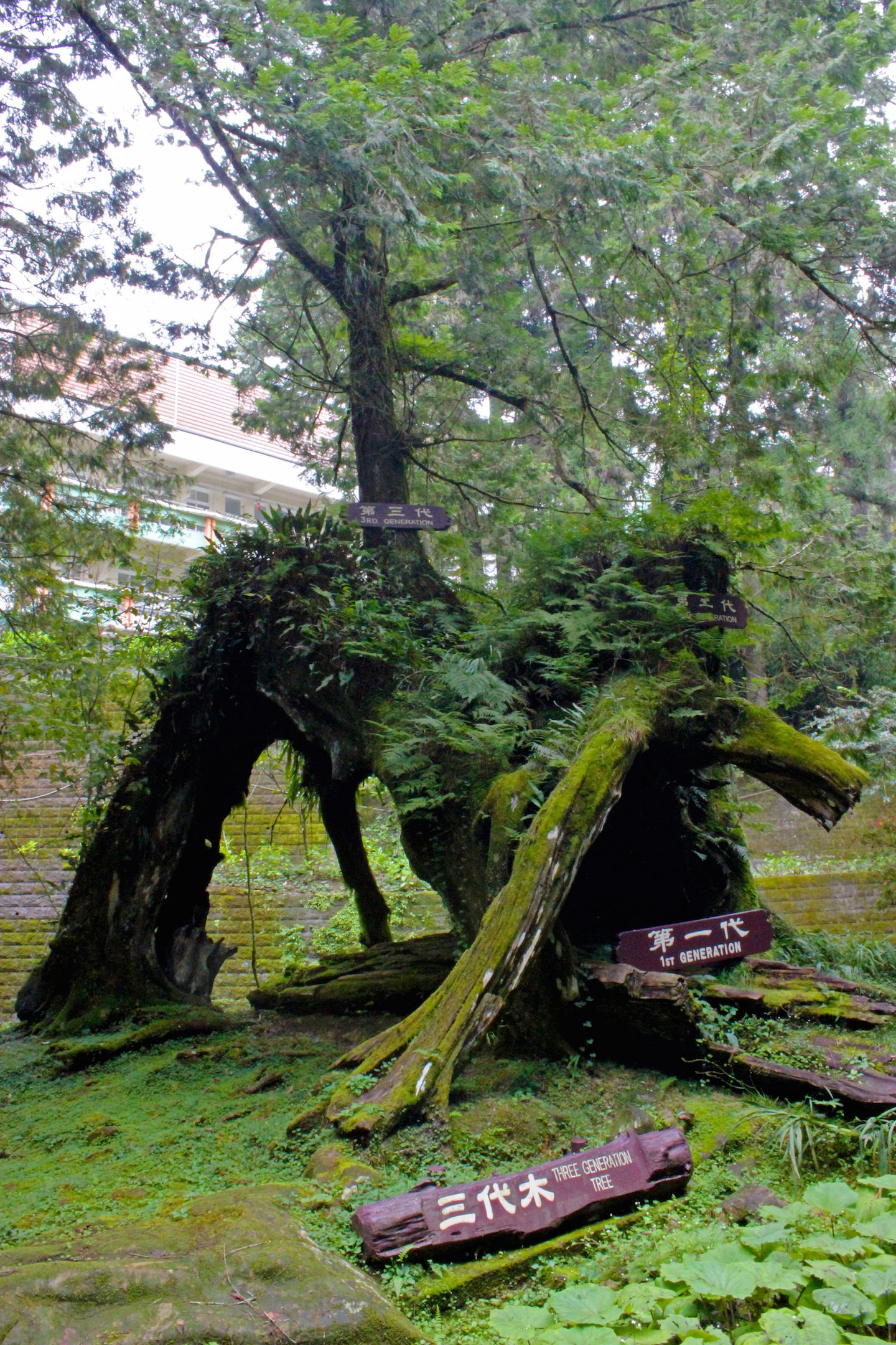 Three Generation Tree