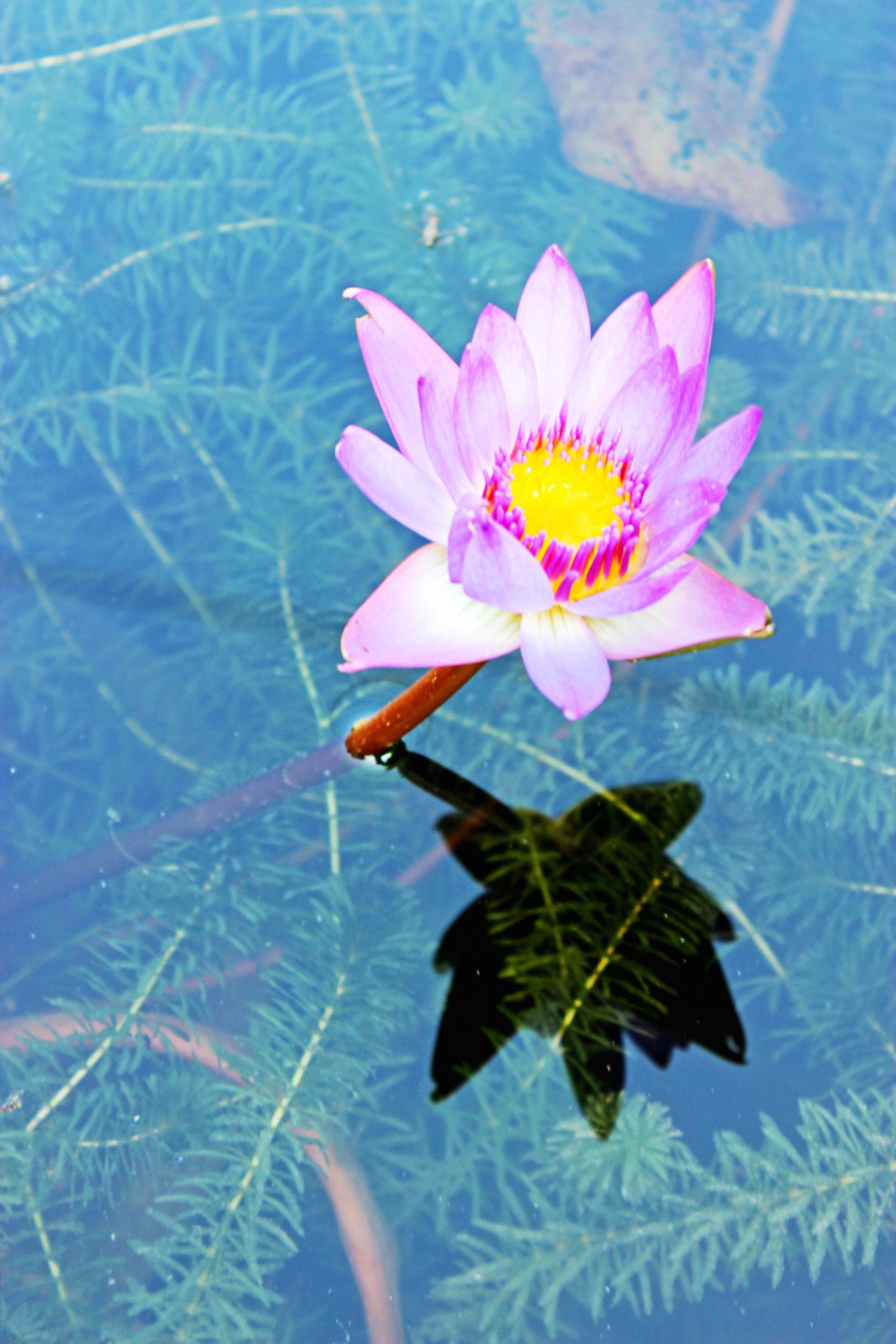 Top view of a water lily