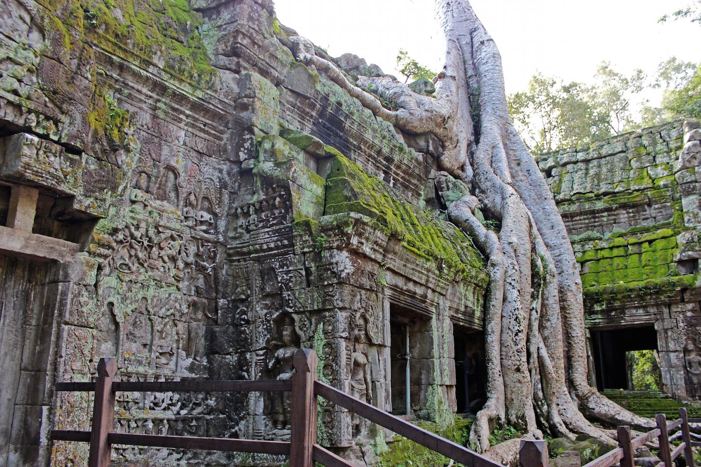 Trees growing on Ta Prohm