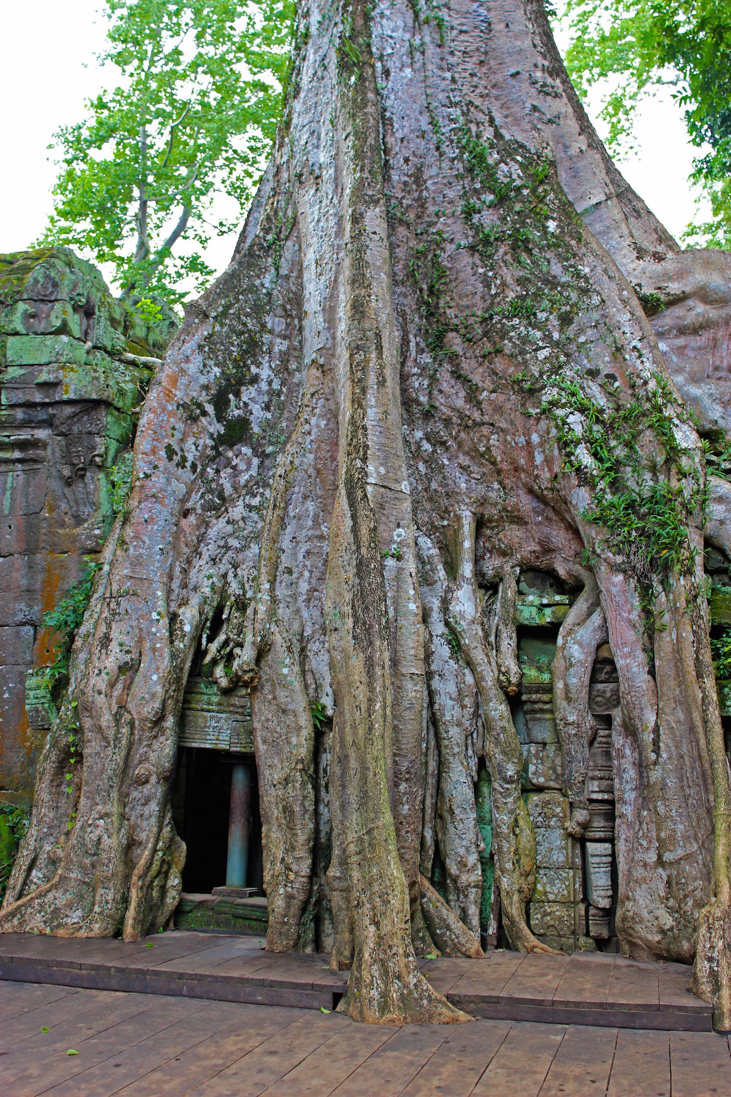Trees have grown around the doors
