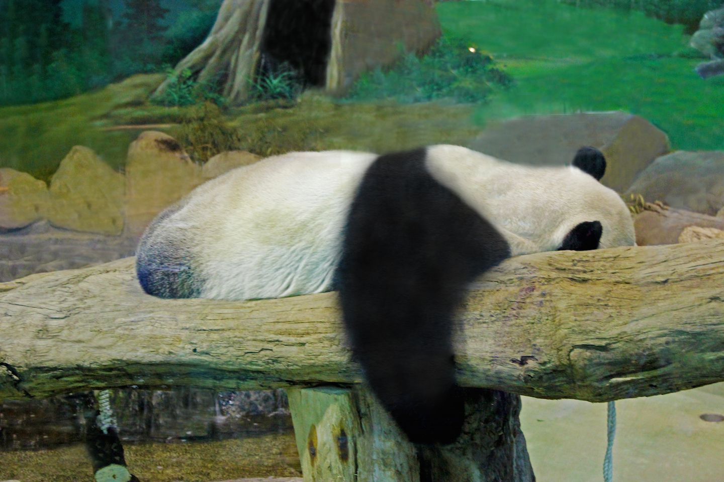 Tuan Tuan sleeping on a log, Taipei Zoo, Taiwan