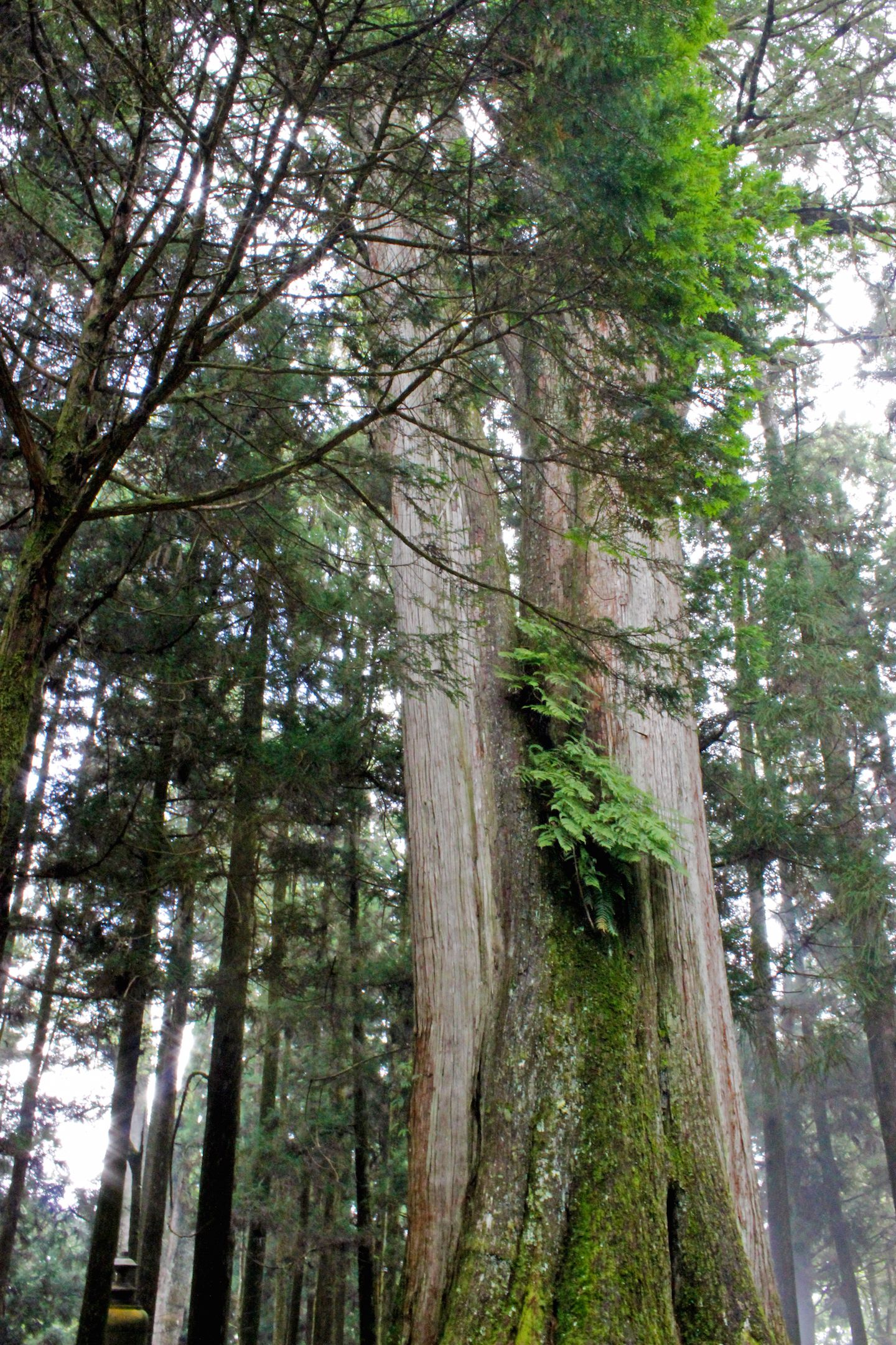Two thousand year old Red Cypress