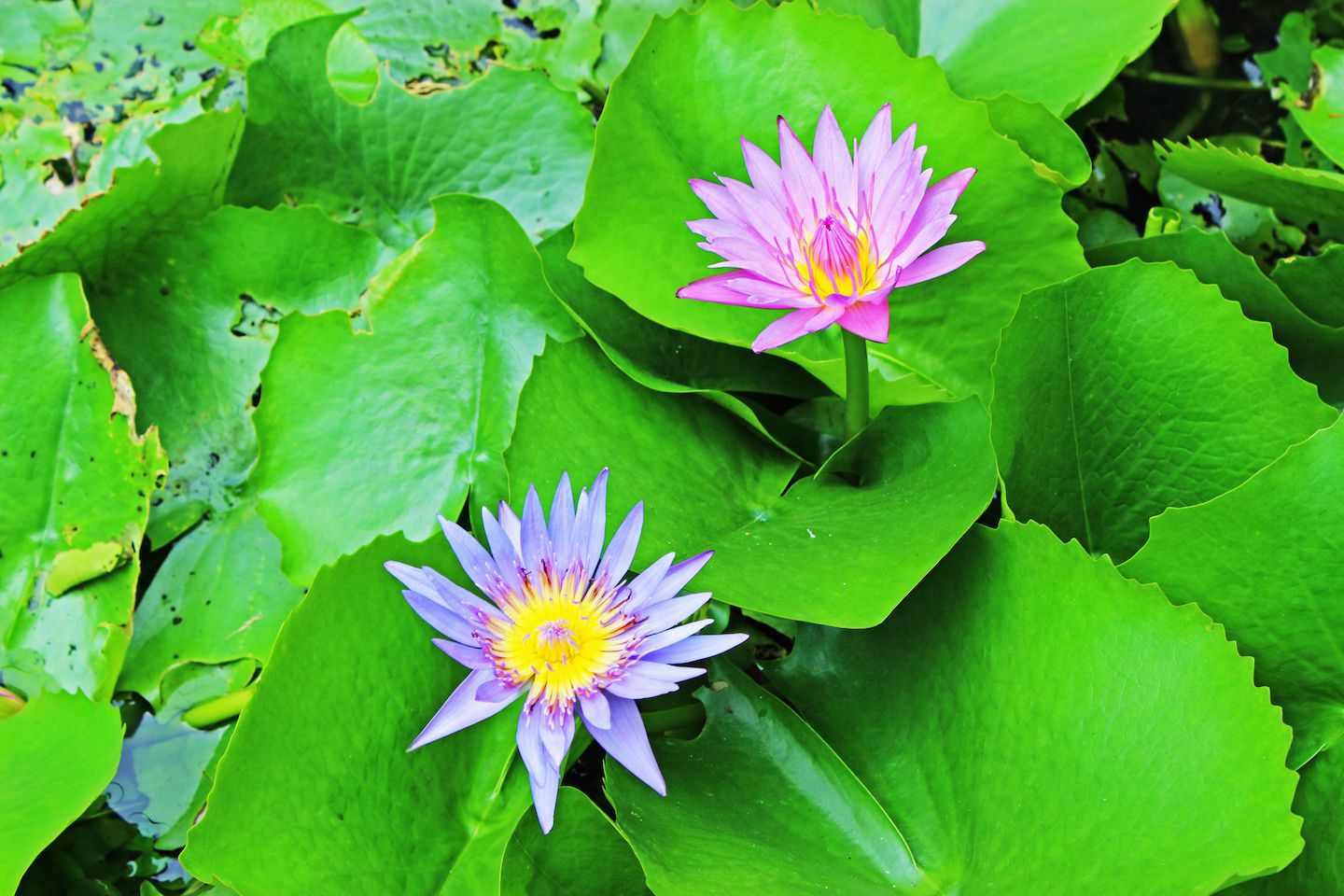 Water lily