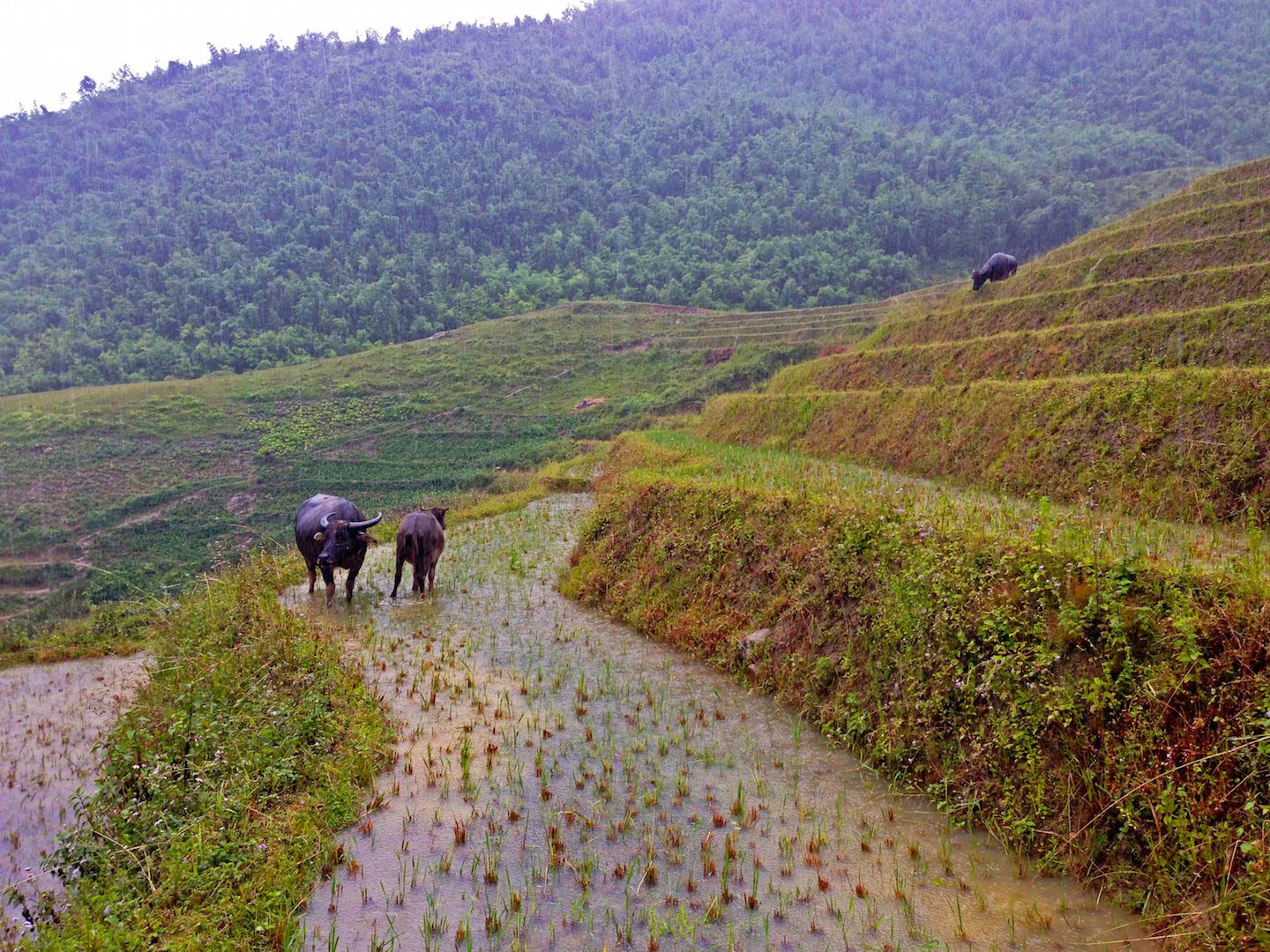 Water buffalos