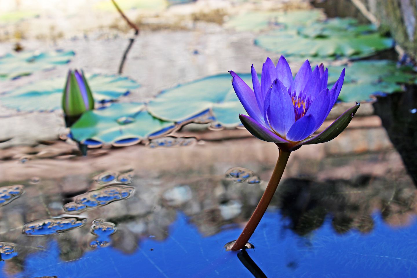 Water lily
